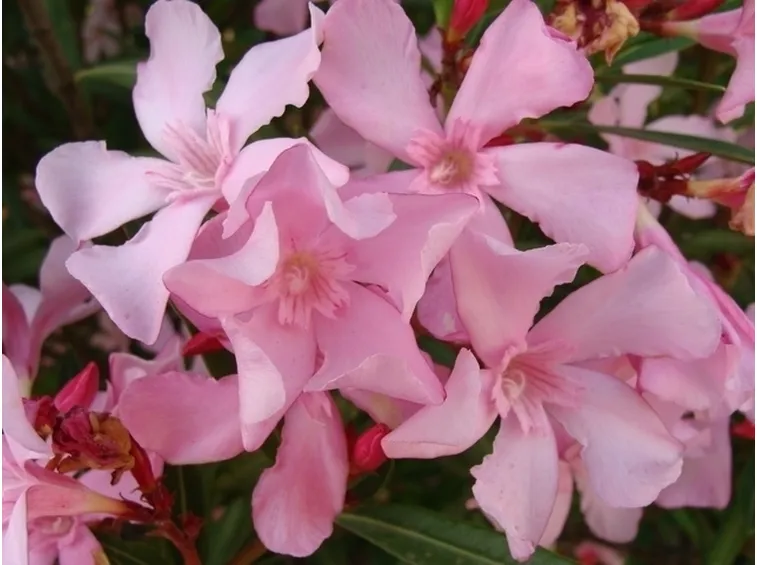 fiori per tutte le occasioni-6