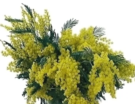 Domanda: Piante resistenti alle rughe