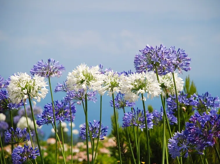 agapanthus