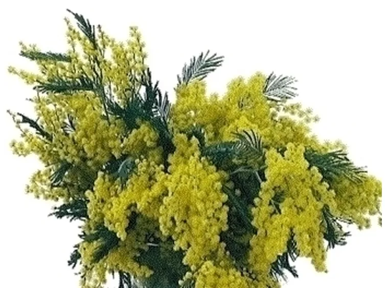 Domanda: Piante resistenti alle rughe