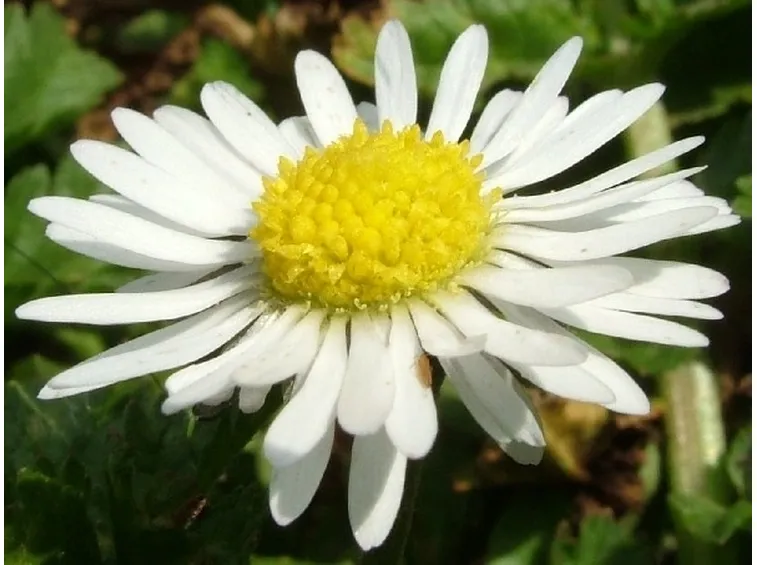 Piante da orto
