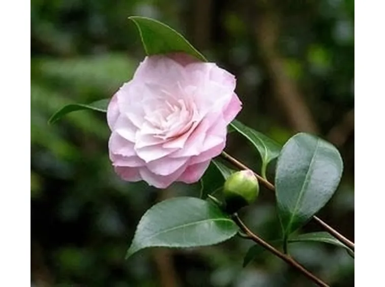 Piante da terra