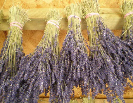 Comprare fiori secchi on line: nessuna fatica e poca spesa

