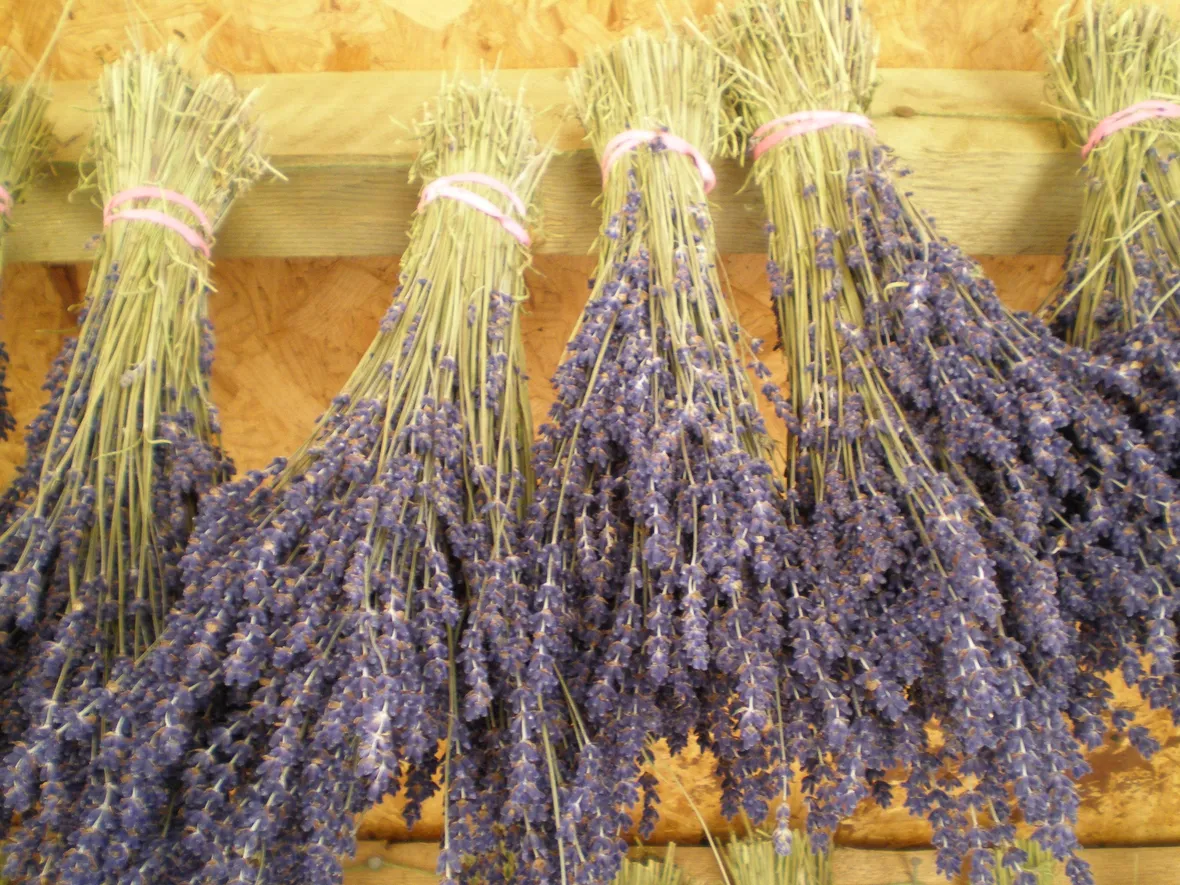 Comprare fiori secchi on line: nessuna fatica e poca spesa
