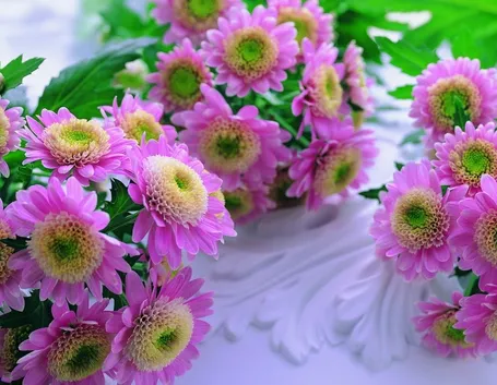 Essiccazione per scopo ornamentale