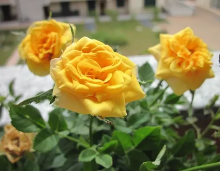 fiori anniversario