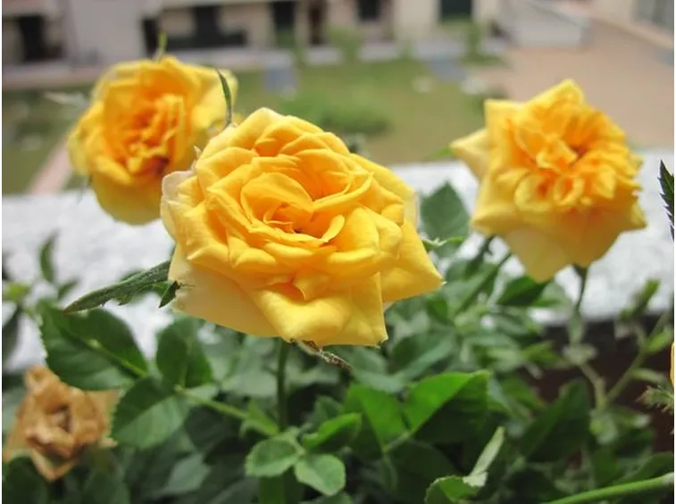 fiori anniversario