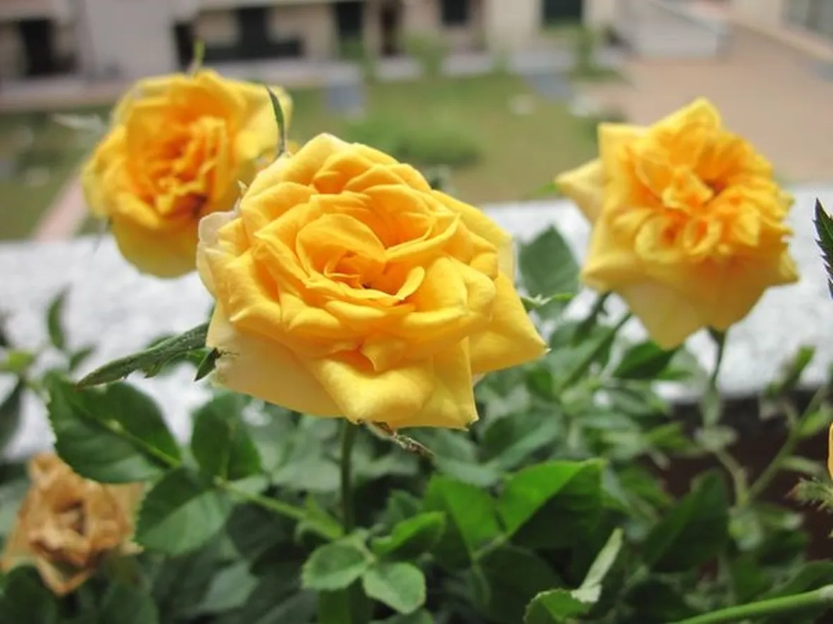 fiori anniversario
