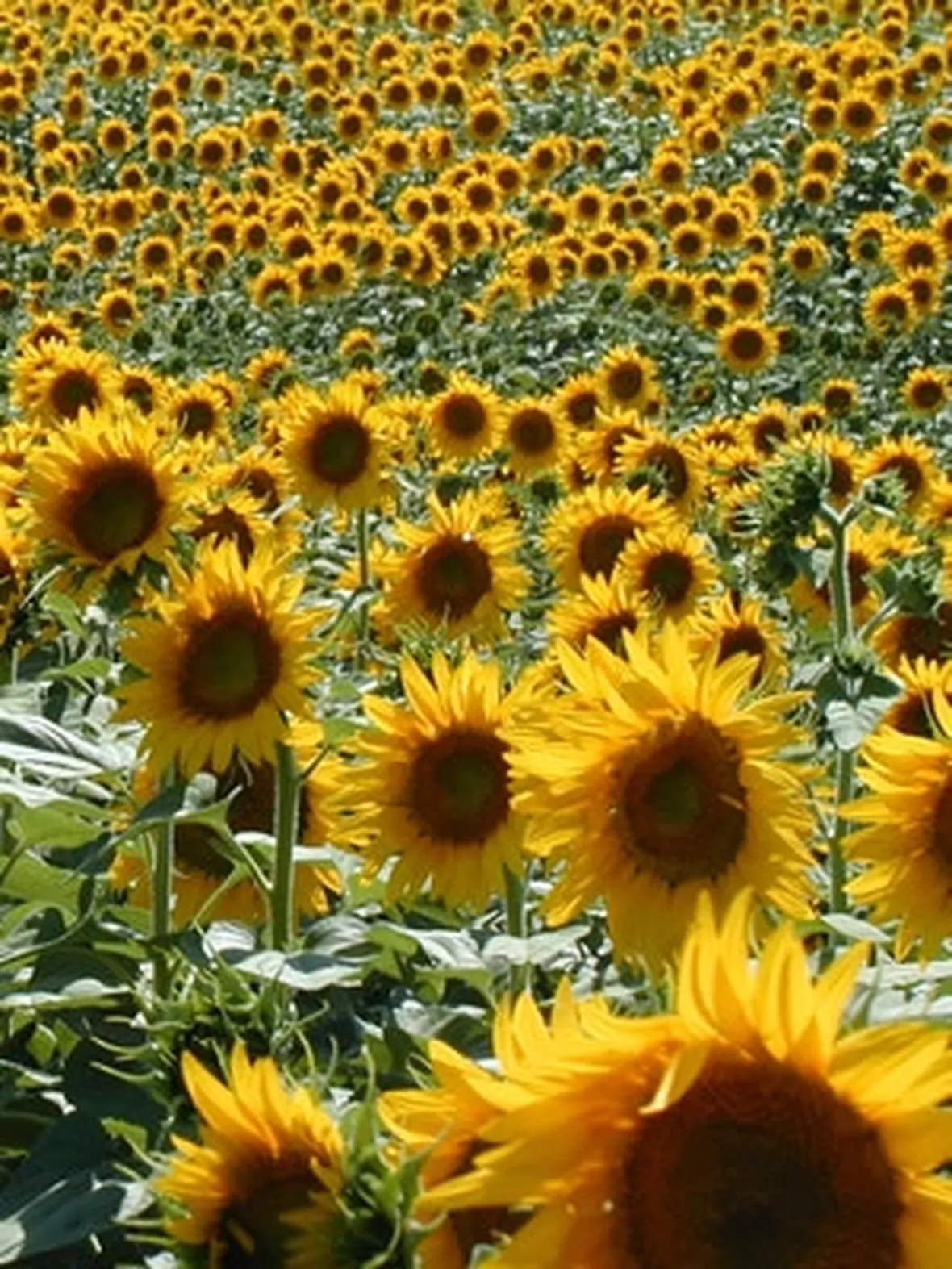 fiori compleanno-5
