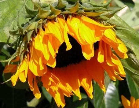 fiori compleanno-6