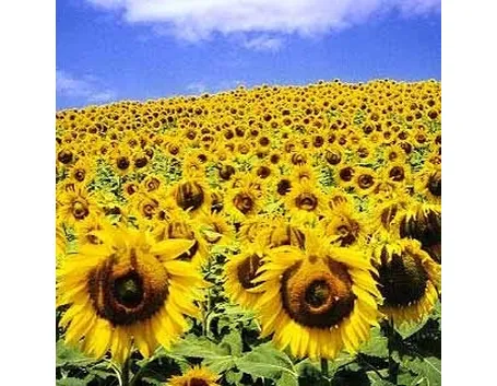 fiori compleanno