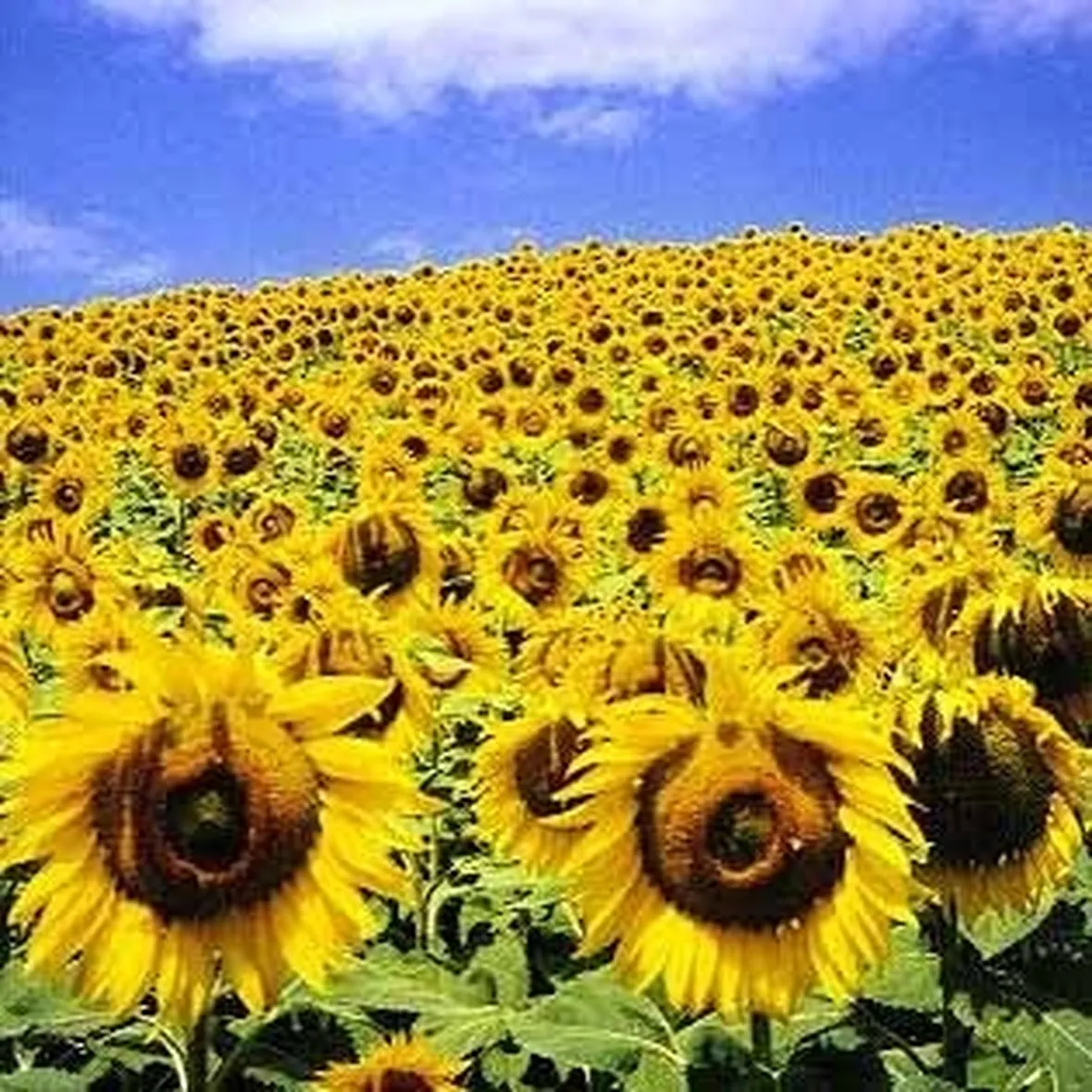 fiori compleanno