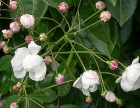 fiori convalescenza