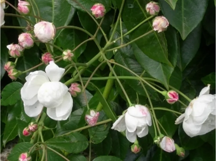 fiori convalescenza