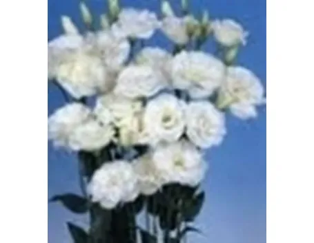 fiori cresima-1