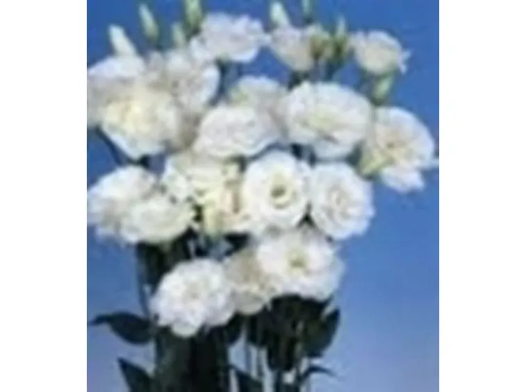 fiori cresima-1