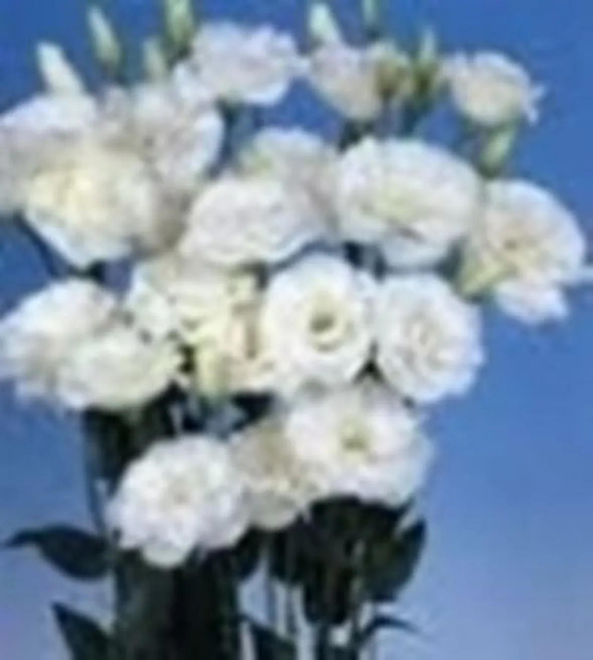 fiori cresima-1