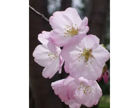 fiori cresima-5