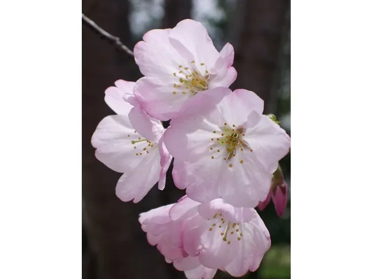 fiori cresima-5