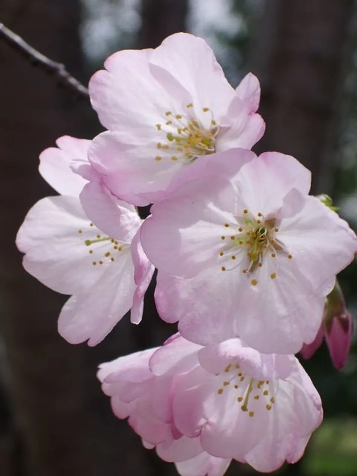 fiori cresima-5