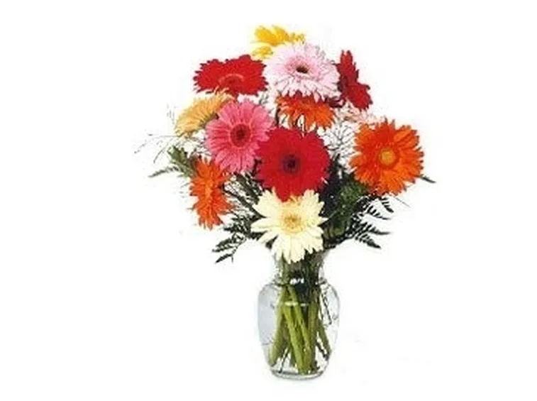 fiori diploma-1