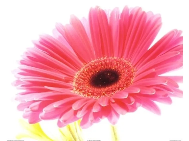 fiori diploma-6