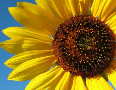 fiori diploma-7
