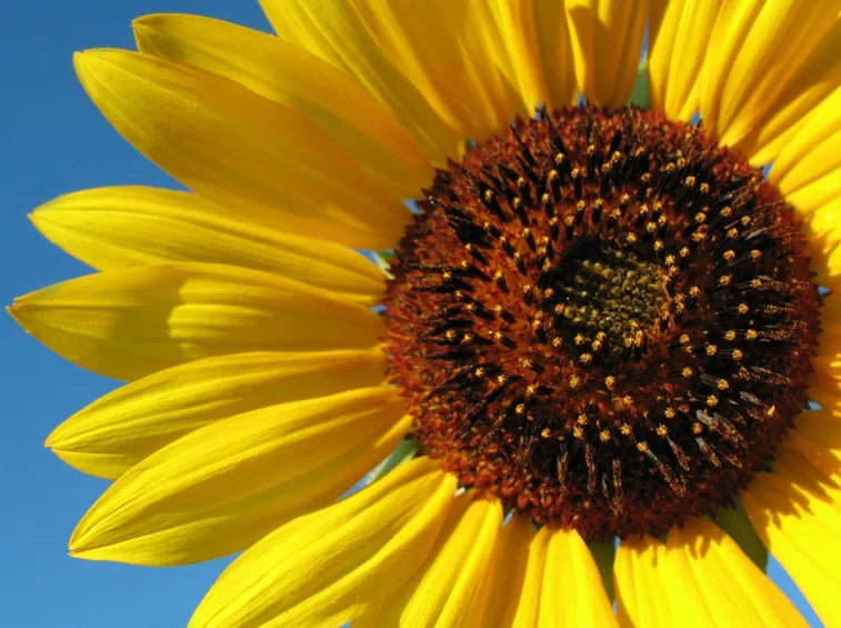 fiori diploma-7