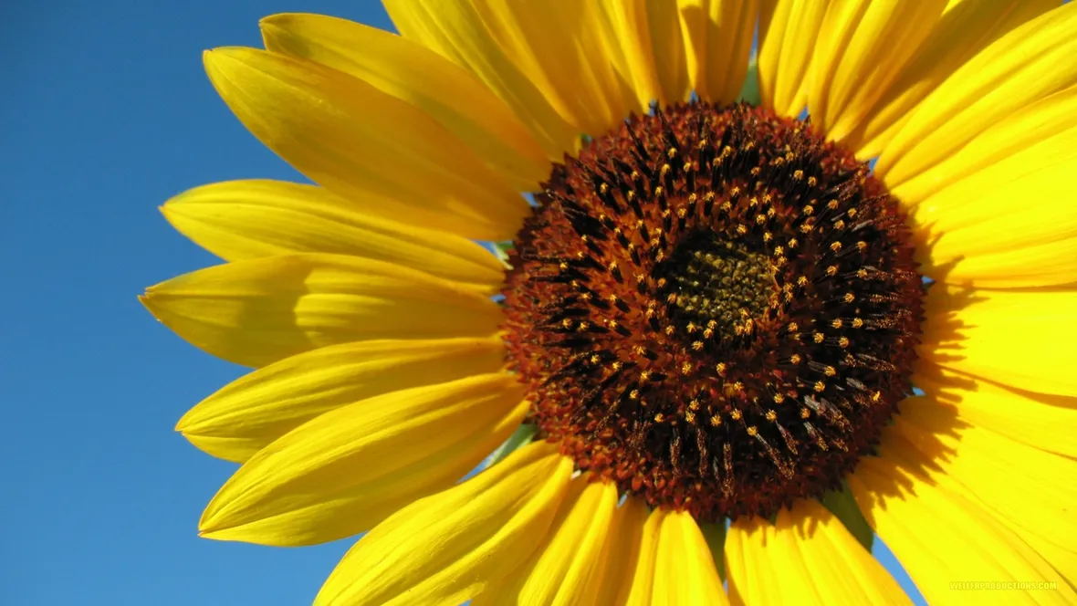 fiori diploma-7
