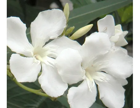 fiori diploma-8