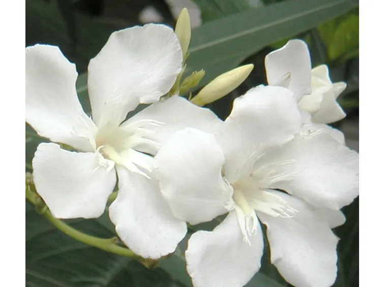 fiori diploma-8