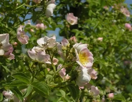 fiori diploma-9