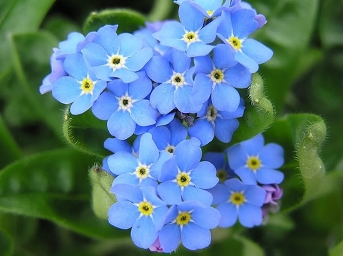fiori festa dei nonni
