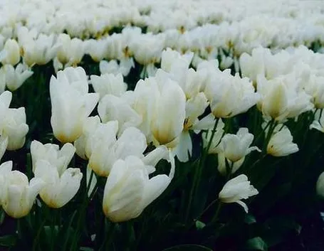 Fiori finti per la laurea