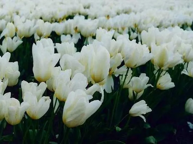 Fiori finti per la laurea