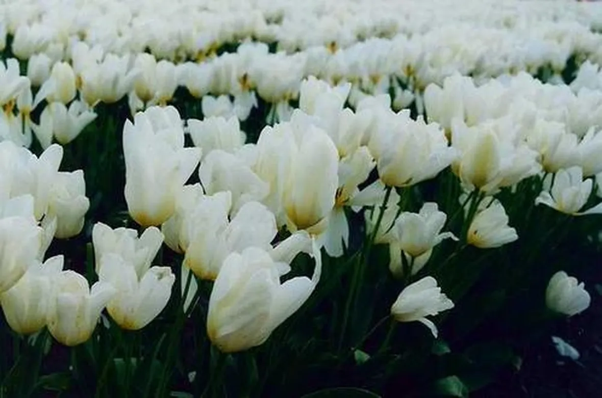 Fiori finti per la laurea