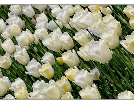 fiori laurea-7