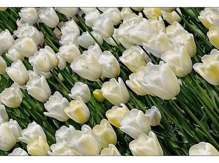 fiori laurea-7