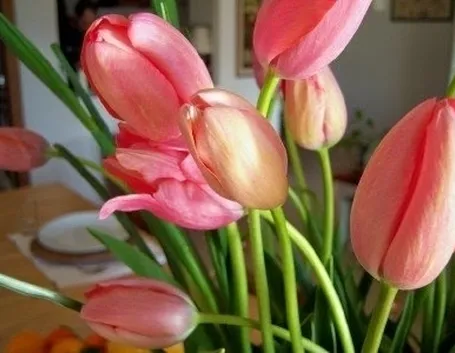 fiori laurea-8