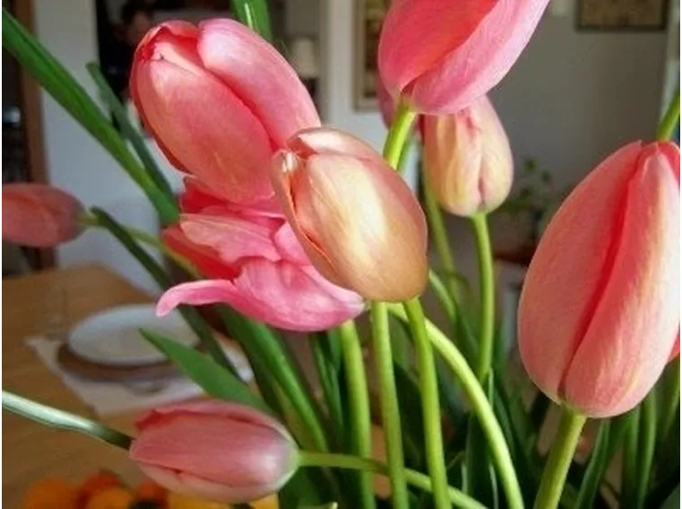 fiori laurea-8