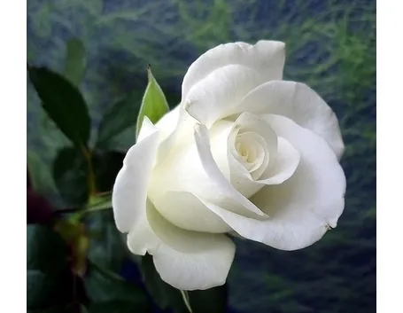 fiori nascita