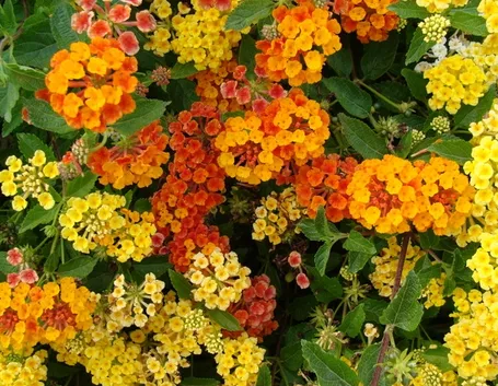 fiori on line-5