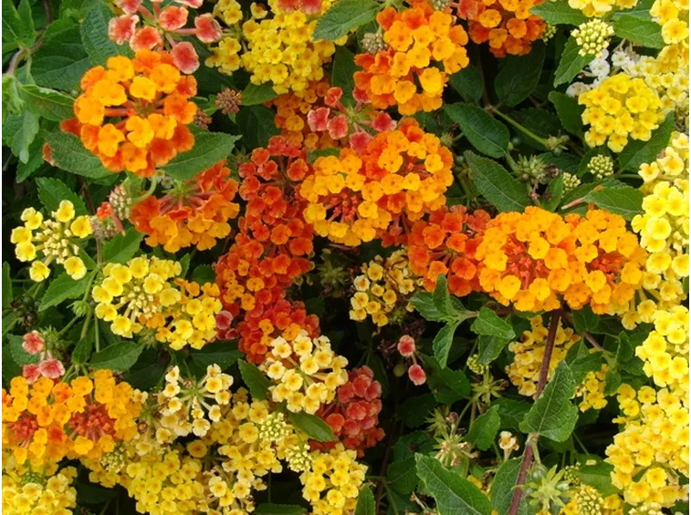 fiori on line-5