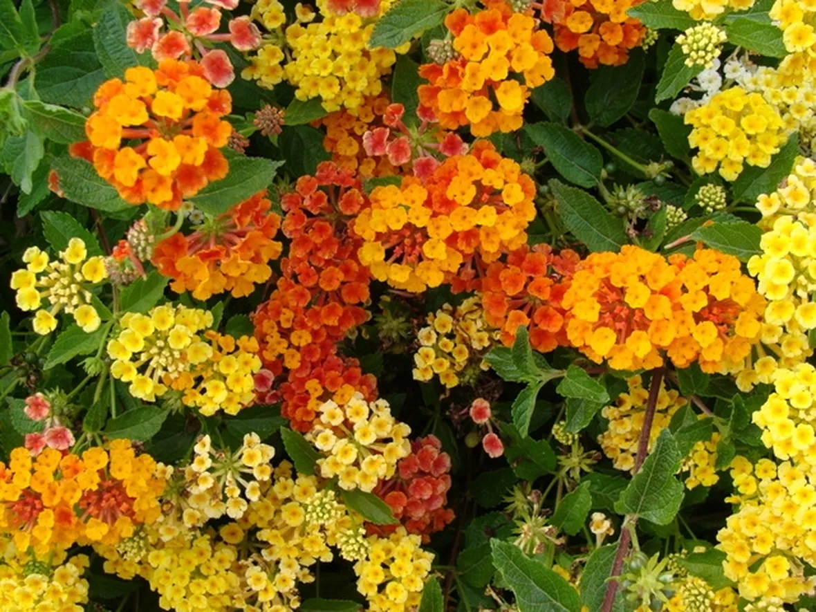 fiori on line-5