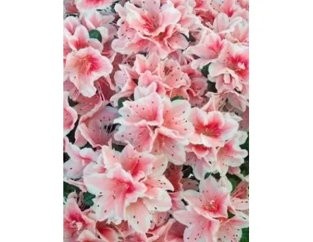 fiori on line-7