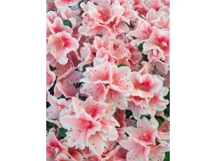 fiori on line-7