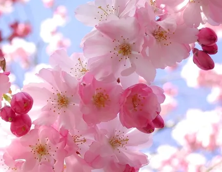 fiori on line-8