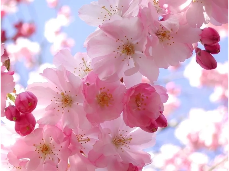 fiori on line-8