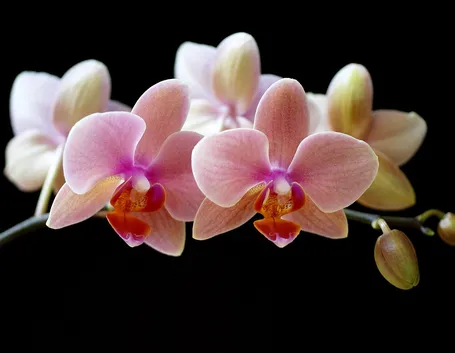 fiori on line-9
