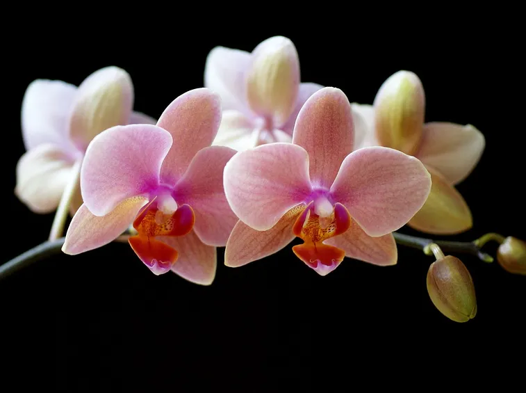 fiori on line-9